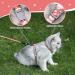 Petom Flower Pattern Cat Dishes & Leash Set | Round Lanyard for Cats - Shop Internationally! - Buy Online on SooperMarket.com