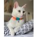 Kittyrama Cat Collar- Award Winning Breakaway Design, Vet Approved, As Seen in Vogue - Adult Tangerine - Buy Online on SooperMarket.com