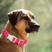 Plutus Pet Cotton Dog Collar Heavy Duty Collar with Soft Padding Adjustable and Comfortable for Small Medium and Large Dogs Hot Pink S Small Hot Pink - Buy Online on SooperMarket.com