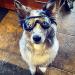 Shop UV Protection Dog Glasses for Medium & Small Breeds Waterproof Windproof & Adjustable Sunglasses - Buy Online on SooperMarket.com