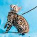 Cat Harness with Leash 3-Pack - Stars Moon Paw Heart Design - Escape Proof - for Walking Small Medium Large Cats - Black Red Blue - Adjustable & Safe - Set of 3 - Buy Online on SooperMarket.com