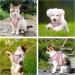 Brifit Cat Harness and Lead Set | Soft Mesh Adjustable Reflective Vest for Small Cats | Escape-Proof Kitten Harness with Leash | Pink XXS - Buy Online on SooperMarket.com