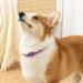 Dog Repellent Treatment Dog Repellent Collars Adjustable Small-Medium-Large Dog Repellent Collar Natural Repellent Collar for Dogs Waterproof Reflective Dog Repellent (Single Pack Purple) Single Pack Dog Purple - Buy Online on SooperMarket.com