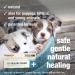 HomeoPet HP Healing Cream 14g - Natural Support for Pet Wound Healing - Buy Online on SooperMarket.com