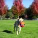 Chuckit! Large Regular Glow Ball - Bright and Durable Fetch Toy - Buy Online on SooperMarket.com