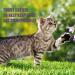 AMBER NATURALZ Catizol 1oz - Comfort & Relief for Cats - Natural Solution - Buy Online on SooperMarket.com