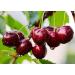 Organic Dried Sour Cherries 2 Pounds - Non-GMO Raw Fruit | Sun-Dried & Unsweetened Prunus Cerasus - Vegan & Kosher Bulk Option - Buy Online on SooperMarket.com