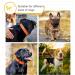 Heele Soft Padded Neoprene Dog Collar for Small & Medium Dogs | Adjustable Reflective Training Collar - Orange Longitudinal 34-52 cm (1 Pack) - Buy Online on SooperMarket.com