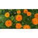 FLORA Organic Calendula & Chamomile Infused Sweet Almond Oil - 100% Pure Moisturizer for Dry Skin | Made in Canada | 1.7fl oz - Buy Online on SooperMarket.com