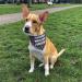Dog Scarf with Custom Name | Printplanet Personalized Three-Line Text Scarf for Dogs - Size M - Buy Online on SooperMarket.com