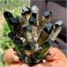 Natural Crystal Rough Crystals 1pc Black Phantom Quartz Crystal Cluster (Size : 900-1000g) - Buy Online on SooperMarket.com