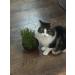 Organic UK Grown Cat Grass Seeds 150g - Indoor and Outdoor Use for Cats - Buy Online on SooperMarket.com