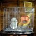 Rabbit Hay Feeder Guinea Pig Hay Rack Manger Holder Hanging Feeding Storage Made of Oxford Cloth For Rabbits Guinea Pigs Ferrets and Other Small Animals (Orange) - Buy Online on SooperMarket.com