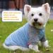 KYEESE 2 Pack Dog Shirts | Quick Dry Raglan Sleeve | Soft & Stretchy | Lightweight Dog Clothes | Reflective Label | 21 Chest | Small to Medium Dogs | Blue & Grey | 2 Pack - Buy Online on SooperMarket.com