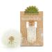 The city gardeners "Wunsch f ller I Small Pustblumen umbrella in the glass to give away good wishes I ideal as a birthday present & wedding gift i lucky glass i handmade in Germany