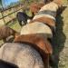ALPACA BIRD NESTING MATERIAL - Buy Online on SooperMarket.com