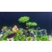 Begondis 25-Piece Plastic Aquarium Plant Tree Set | Artificial Aquatic Plants & Flowers for Fish Tank Decorations - Buy Online on SooperMarket.com