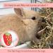 JanYoo Bunny Feeder Hay Bag for Rabbits Guinea Pig Cage Manger with Hooks Food Dispenser Storage Hanging for Chinchilla E-Straberry+Carrot Pack of 2 - Buy Online on SooperMarket.com
