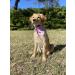 Lionet Paws Dog Bandana | Triangular Headscarf for Small Medium & Large Dogs | Pink Checkered | Pack of 1 - Buy Online on SooperMarket.com