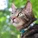 Kittyrama Botanical Cat Collars - Hypoallergenic Quick Release Veterinarian Approved - Award-Winning Comfort for Cats & Kittens - Buy Online on SooperMarket.com