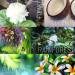 Ola Tropical Apothecary Rainforest Sugar Polish | Pure Tropical Oils & Plant Extracts | 8 fl oz - International Shipping Available - Buy Online on SooperMarket.com