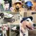 Pawaboo Adjustable Dog Baseball Cap XL Blue - Sun Protection Outdoor Sport Hat for Small Dogs with Ear Holes - Buy Online on SooperMarket.com