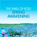 Bold 2in1 Washing Liquid Spring Awakening 1.995L - 57 Washes - Floral Scent - Pack of 1 - Buy Online on SooperMarket.com