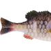 Berkley Powerbait Gilly 90mm HD Bluegill Soft Bait for Effective Fishing - Buy Online on SooperMarket.com