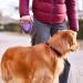 Ferplast Flippy Tech Dog Leash - Extendable 5m Roller Leash for Large Dogs up to 50kg - Durable Black with Locking Button - Buy Online on SooperMarket.com