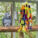 Rypet Parrot Chewing Toys for Conures, Cockatiels & African Grey - Cage Bite Wooden Blocks for Amazon Parrots - Buy Online on SooperMarket.com