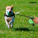 Edipets Green 5m Extendable & Retractable Dog Leash - Flexible Training Leash for Small Medium & Large Dogs - Buy Online on SooperMarket.com