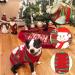 DELIFUR Dog Snowman Holiday Sweater - Christmas New Year Pet Clothes - Buy Online on SooperMarket.com