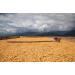 Sons of Amazon 500g Mission Mix Premium Coffee - Ethically Sourced Whole Beans - Buy Online on SooperMarket.com