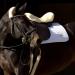Werner Horse Anatomical Dressage Moon Belt Saddle Strap - Christ Lamb Fur 65cm Black-Nature - Buy Online on SooperMarket.com