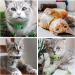Nearasu 12 Pack Cat Collars Reflective Safety Quick Release Buckle Cat Collar for Cat Kitten Pet Breakaway With Bell Adjustable Large Hi Vis 20-34cm For All Domestic Cats Male Female (Multi-colored) - Buy Online on SooperMarket.com