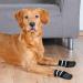 Trixie 19521 Anti-Slip Dog Socks - Black XS-S (Pack of 3) for Small Dogs | International Shipping Available - Buy Online on SooperMarket.com