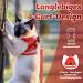 Supet Cat Dishes - Soft Cat Vest with Leash for Kittens & Small Dogs (Chihuahua) - L Size (Chest 38-43 cm) - Durable & Stylish in Red - Buy Online on SooperMarket.com