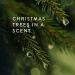 Thymes Frasier Fir Bar Soap - 5.5 oz Pine Tree Scented Hand and Body Soap - Buy Online on SooperMarket.com