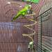 Aedcbaide Bird Parrots Toys 2 Pack Parakeet Parrot Swing Chewing Hanging Toys with Bell 59inch Bird Cotton Rope and 7Inch Diameter Bird Hanging Swing for Budgie Cockatiels Conures Finches - Buy Online on SooperMarket.com