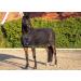 Shop HKM Fly Rug - Multicoloured 145 cm | Premium International Shipping - Buy Online on SooperMarket.com