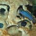 Hole Rock Aquarium Decoration - Lake Malawi S-Shape 39x13x17 cm Beige | International Shipping Available - Buy Online on SooperMarket.com