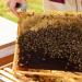 Earthbreath Honey with Propolis 340g - Raw Pure Natural Immunity Support - Buy Online on SooperMarket.com