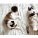 Lucybalu Cat Brush for Short & Long Hair | Natural Bristles & Wooden Handle | Best Cat Grooming Tool | Fellbrush & Katzenkamm - Buy Online on SooperMarket.com