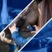 Lister Eclipse Cordless Horse Clipper Cordless Equine Clipper Professional Animal Clipping Clippers for Horses & Cattle Farm Supplies Lightweight Low Vibration Medium Duty Clipping - Buy Online on SooperMarket.com