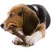 Nylabone Real Wood Stick Chew Toy - Maple Bacon Medium/Wolf Size - Buy Online on SooperMarket.com