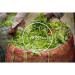 Twinings of London Green Tea Selection - 20 Piece Collection (34g) - Premium Quality Green Tea for Optimal Health - Buy Online on SooperMarket.com