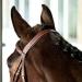 Horze Constance Padded Fancy Stitch Bridle w/Reins - Tan Horse - Buy Online on SooperMarket.com