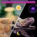 LUCKY HERP Reptile Night Heat Bulb 50W Night Heat Lamp Bulbs for Reptiles 2 Pack Reptiles & Amphibians Basking Spot Light Bulb for Bearded Dragon Lizard Snake Turtle Chameleon - Buy Online on SooperMarket.com