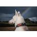 OneTigris Dog Collar with Metal Buckle for Dogs - Durable Black Collar (Medium) - International Shipping Available - Buy Online on SooperMarket.com
