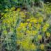 Outsidepride Fennel Herb Garden Plant - Bulb, Foliage & Seed for Cooking - 1oz - Buy Online on SooperMarket.com